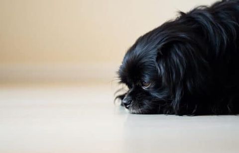 Pourquoi il est essentiel de laisser votre chien flairer partout lors des promenades : un geste simple pour son bonheur et son équilibre