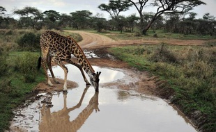 L'Unesco a appelé lundi la Tanzanie à ne pas faire passer le développement économique avant la sauvegarde de son patrimoine, à propos d'un projet controversé de route traversant le parc national du Serengeti.