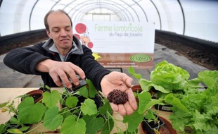 Rien ou presque ne trahit leur présence : une épluchure de patate qui tangue doucement, une silhouette rose entre des restes de légumes. Pourtant, dans ce bac à compost, utilisable en intérieur, des centaines de lombrics engloutissent les déchets; auxiliaires précieux pour réduire le volume des poubelles et produire un fertilisant de qualité pour les plantes.