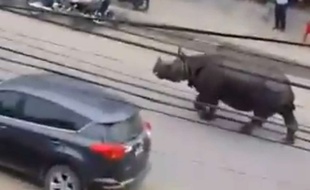 Capture d'écran d'un rhinocéros terrorisant la ville d'Hetauda, au Népal, le 30 mars 2015.