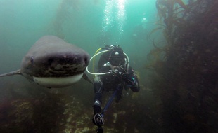 Une plongeuse fait un selfie avec un requin.