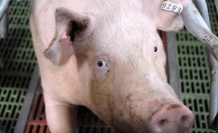 Un cochon dans une ferme
