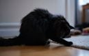 Avant de dormir, pourquoi votre chat gratte-t-il toujours le sol ?
