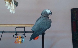Le perroquet Tao s'était échappé pendant le festival du Bout du monde.
