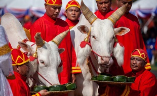 Cérémonie du Labour royal à Bangkok (Thaïlande) le 14 mai 2018.