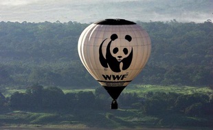 L'ONG WWF réclame "une vraie traçabilité" du thon rouge pour lutter contre les trafics et la pêche illégale