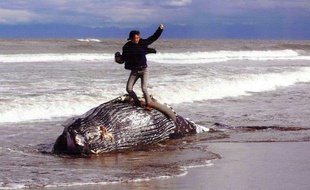 La photo d'un homme sur une baleine morte a provoqué une polémique au Japon.