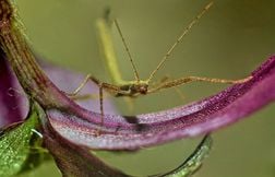 Une nouvelle espèce de phasme géant découverte en Australie