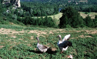 Paysage du Lot.