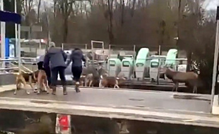 Le cerf acculé par la meute en gare de Chantilly.