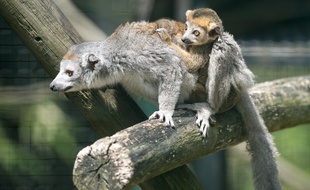 Electra et son petit lémur couronné se baladent le 3 juin 2017