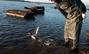 Surveillance des canards au lac de Grand lieu (44)