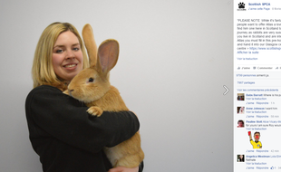 Capture d'écran d'une photo postée sur Facebook par la société écossaise de protection des animaux qui propose d'adopter un lapin géant.
