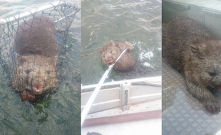 Sauvé par deux pêcheurs, ce wombat était en détresse dans un lac de Tasmanie, en novembre 2015.