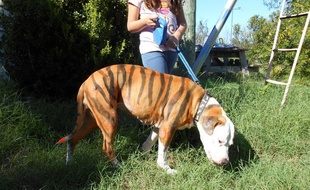 PetPaint, le premier spray de body paint pour chien.