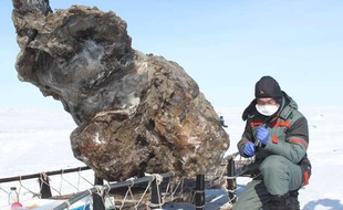 Un chercheur près de la carcasse de mammouth extraite du sol gelé d'une île de l'Arctique, le 13 mai 2013.