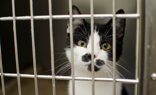 Un chat en cage (Illustration)