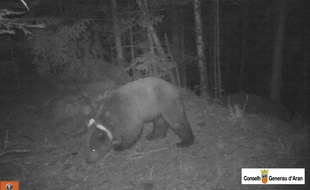 Goiat, un gros ours mâle, filmé de nuit dans les Pyrénées.