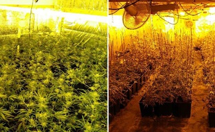 Plus de 750 plants de cannabis ont été découverts par les gendarmes de Valenciennes.
