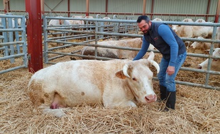 Jean-Marie Goujat devant sa vache Idéale, qui figure sur les affiches du salon de l'agriculture 2020.