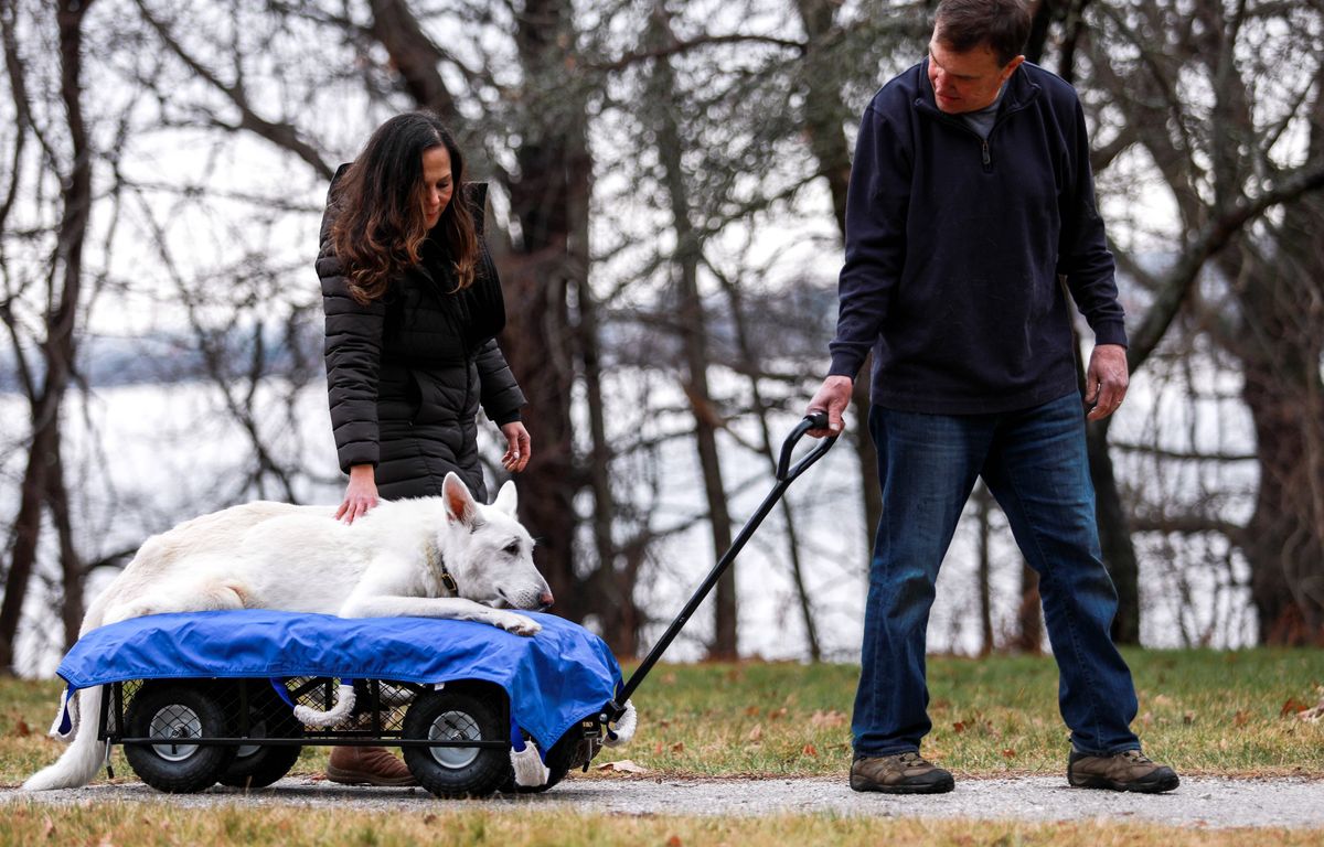 « Les euthanasies en clinique laissent un goût amer »... Comment bien accompagner la fin de vie d'un chat ou d'un chien