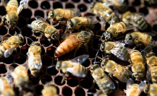 Une reine entourée d'abeilles.