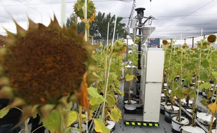 Des plans de tournesol sous une serre. Illustration.