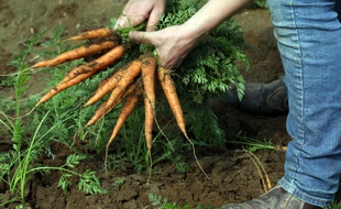 La ville de Bordeaux cherche un maraîcher pour cultiver des terres au Haillan, près de Bordeaux.