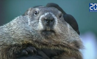 Phil la marmotte n'a pas vu son ombre.