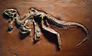 Le squelette d'un Heterodontosaurus