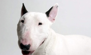 Illustration de Bull Terrier