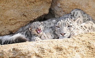 Darkhan, le bébé panthère des neiges, ici avec Junga, sa mère.