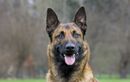 Attaquée par son chien, une femme grièvement mordue au visage à Lorient