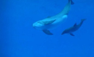 Allie a donné naissance a un petit dauphin femelle, le 2 août 2013 au zoo de Chicago.