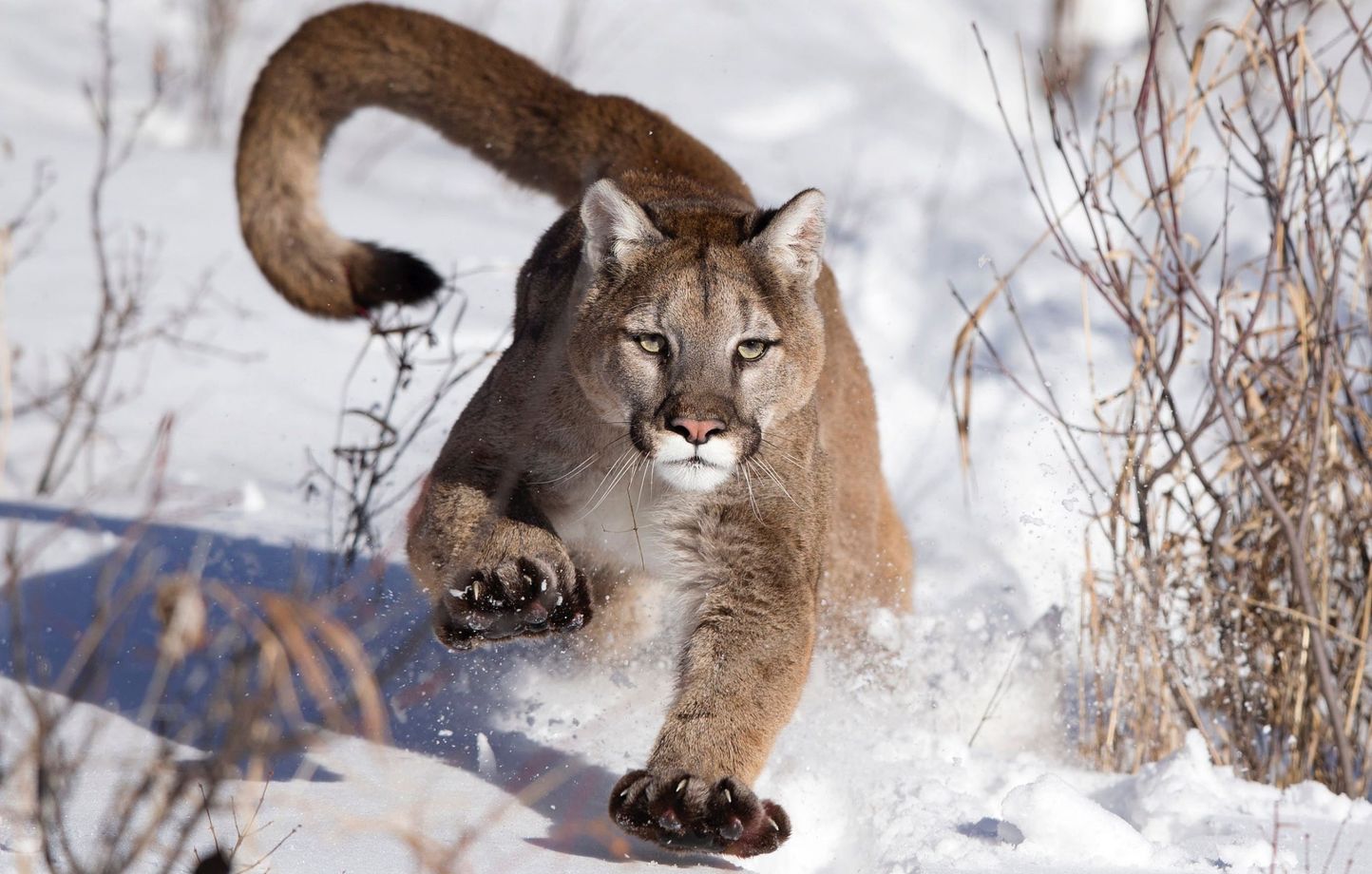 Femme tue shop un puma