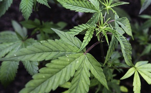 Toulouse, le 2 mai 2013. Des plans de cannabis.