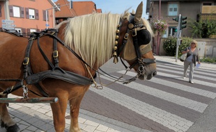 Illustration. Un cheval de trait. Le 06 09 2009