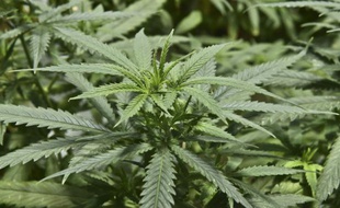 Les trois-quart des Français s'estiment bien informés sur les risques liés au cannabis, mais ils surestiment fortement le nombre de jeunes fumeurs