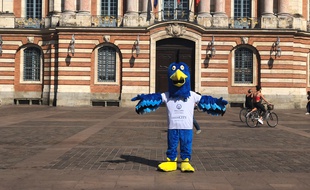 Qui veut se glisser sous les plumes de Fenixou, la mascotte du Fenix Toulouse handball?