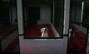Une chienne dans son enclos au refuge de la SPA de Lorient le 17 avril 2020.
