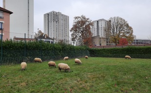 Au lycée Le Corbusier, 8 moutons s'occupent des espaces verts.
