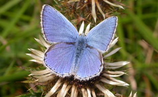 Un papillon de l'espèce Azuré bleu céleste ou Bel argus