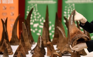 Une saisie record de cornes de rhinocéros, d'une valeur estimée à 10,5 millions d'euros a été réalisée en Malaisie.