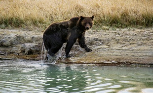 L'ours grizzly du parc national de Yellowstone.