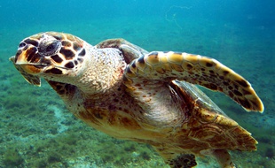 Illustration d'une tortue de Madagascar.