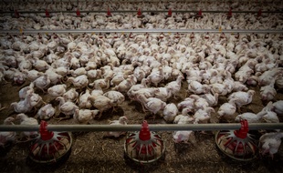 Un élevage intensif de poulets (illustration).