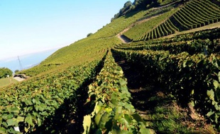 Les coopératives viticoles ont demandé mercredi une augmentation des prix, notamment pour les vins d'entrée de gamme, alors que la production est prévue en baisse cette année par rapport à 2009.