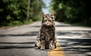 Le chat zombie de «Simetierre» de Kevin Kölsch et Dennis Widmyer