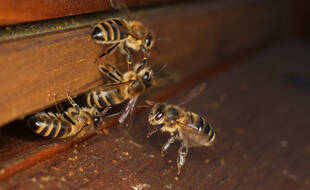 Des abeilles à l’entrée d'une ruche (illustration).