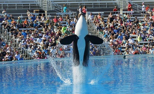 Une orque à un spectacle de SeaWorld à San Diego, en Californie, le 9 octobre 2015.